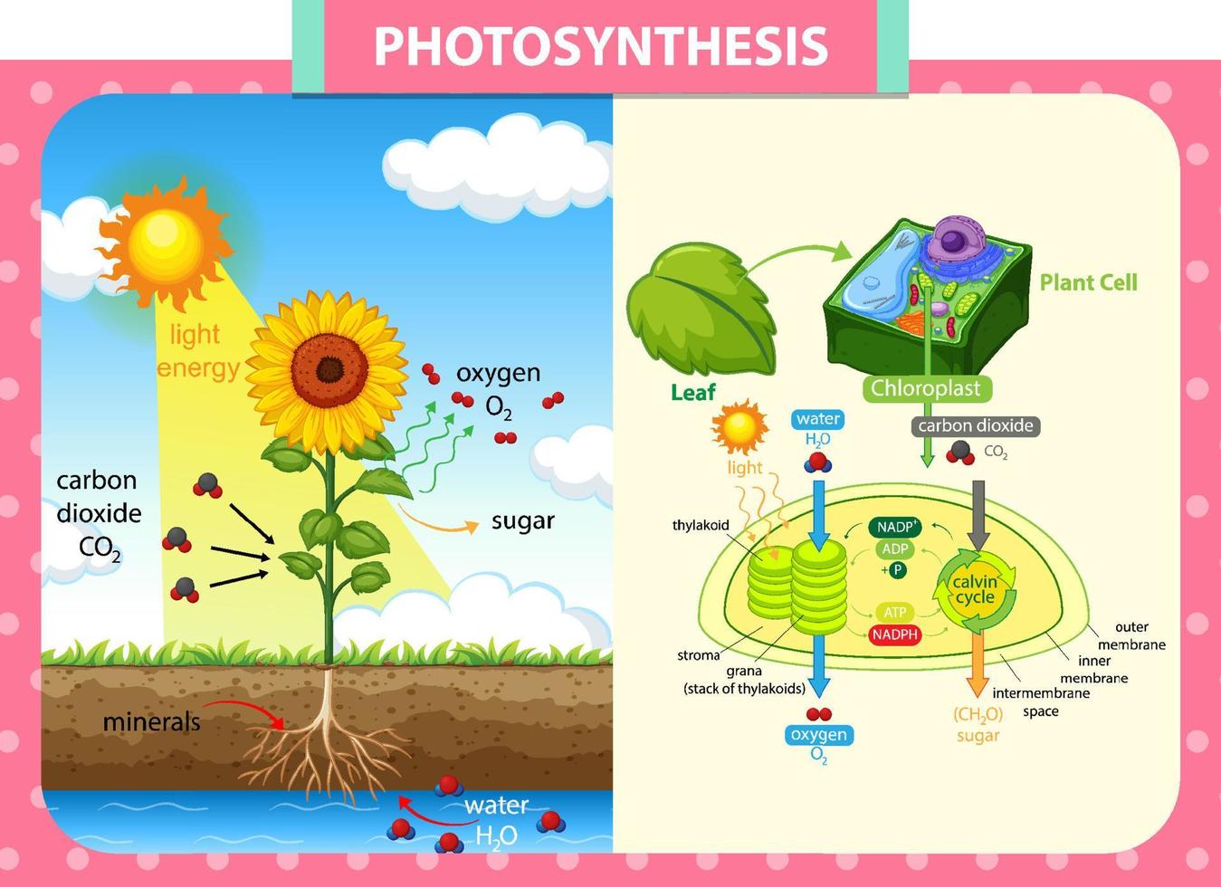 Diagrama que muestra el proceso de fotosíntesis en planta. vector