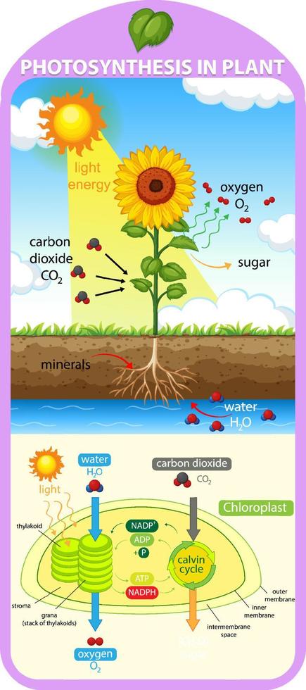 Diagram showing process of photosynthesis in plant vector