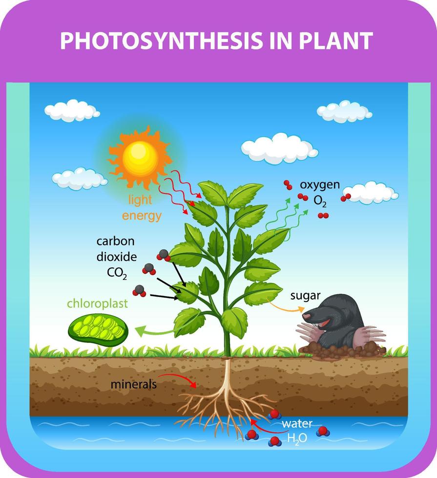 Diagrama que muestra el proceso de fotosíntesis en planta. 3568240 Vector  en Vecteezy