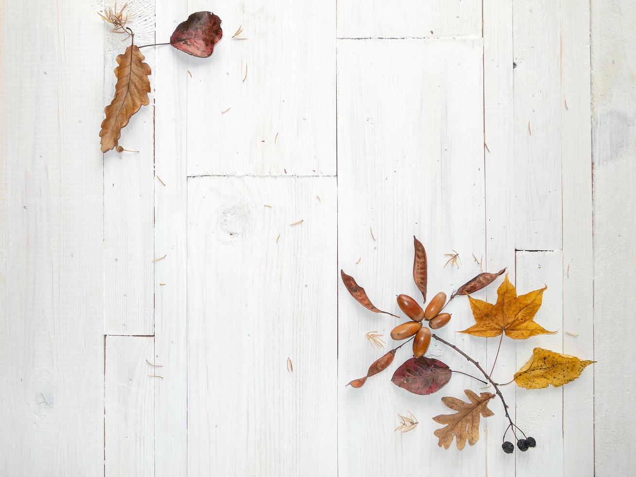 Autumn dried leaves of oak, maple, poplar, acorns, berries, copy paste photo