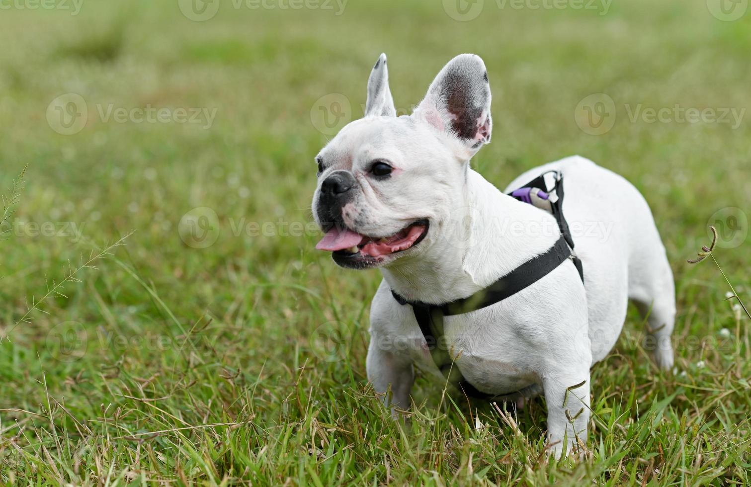 White French bulldog standing on outdoor lawn. photo