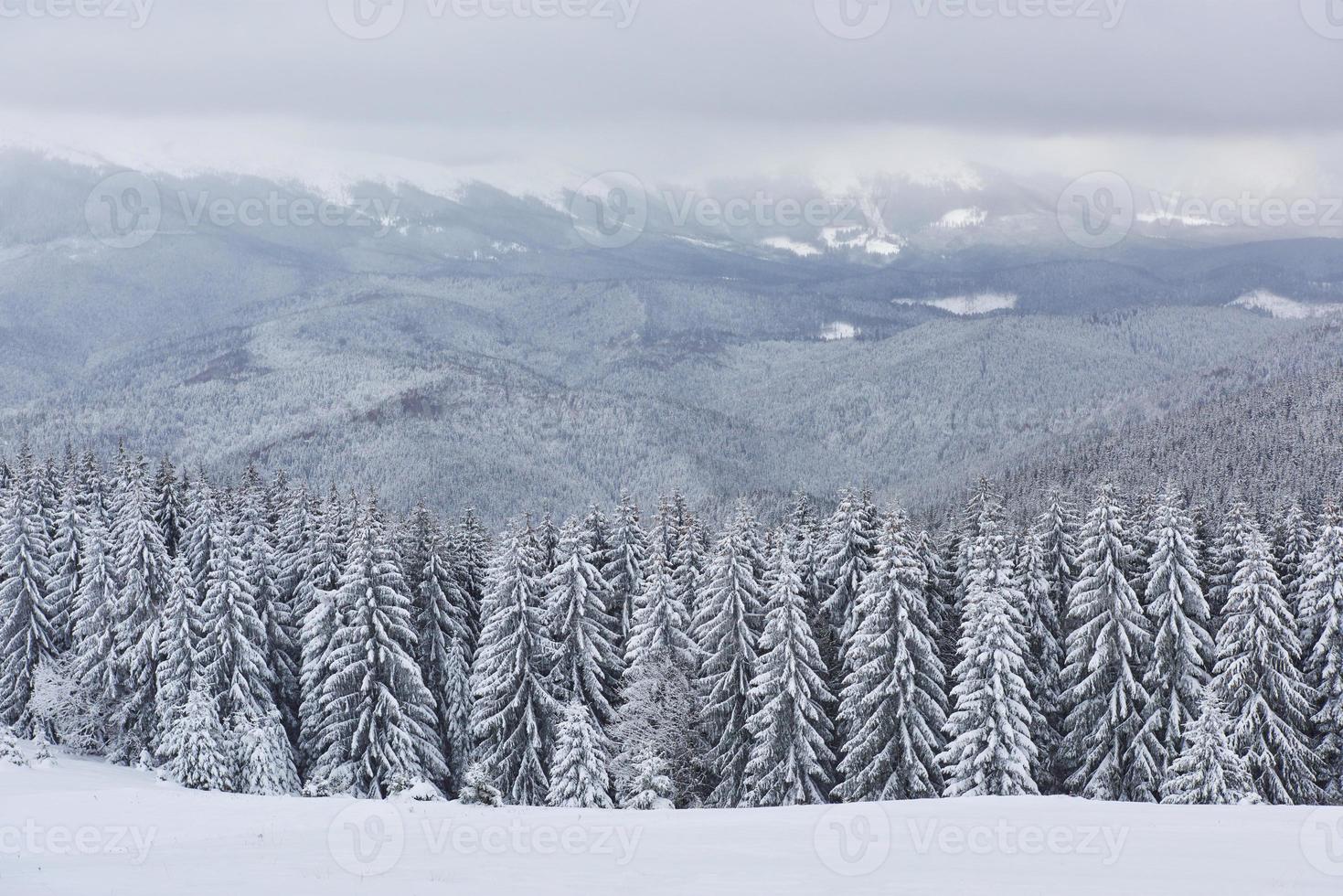 Scenic image of spruces tree. Frosty day, calm wintry scene. Location Carpathian, Ukraine Europe. Ski resort. Great picture of wild area. Explore the beauty of earth. Tourism concept. Happy New Year photo