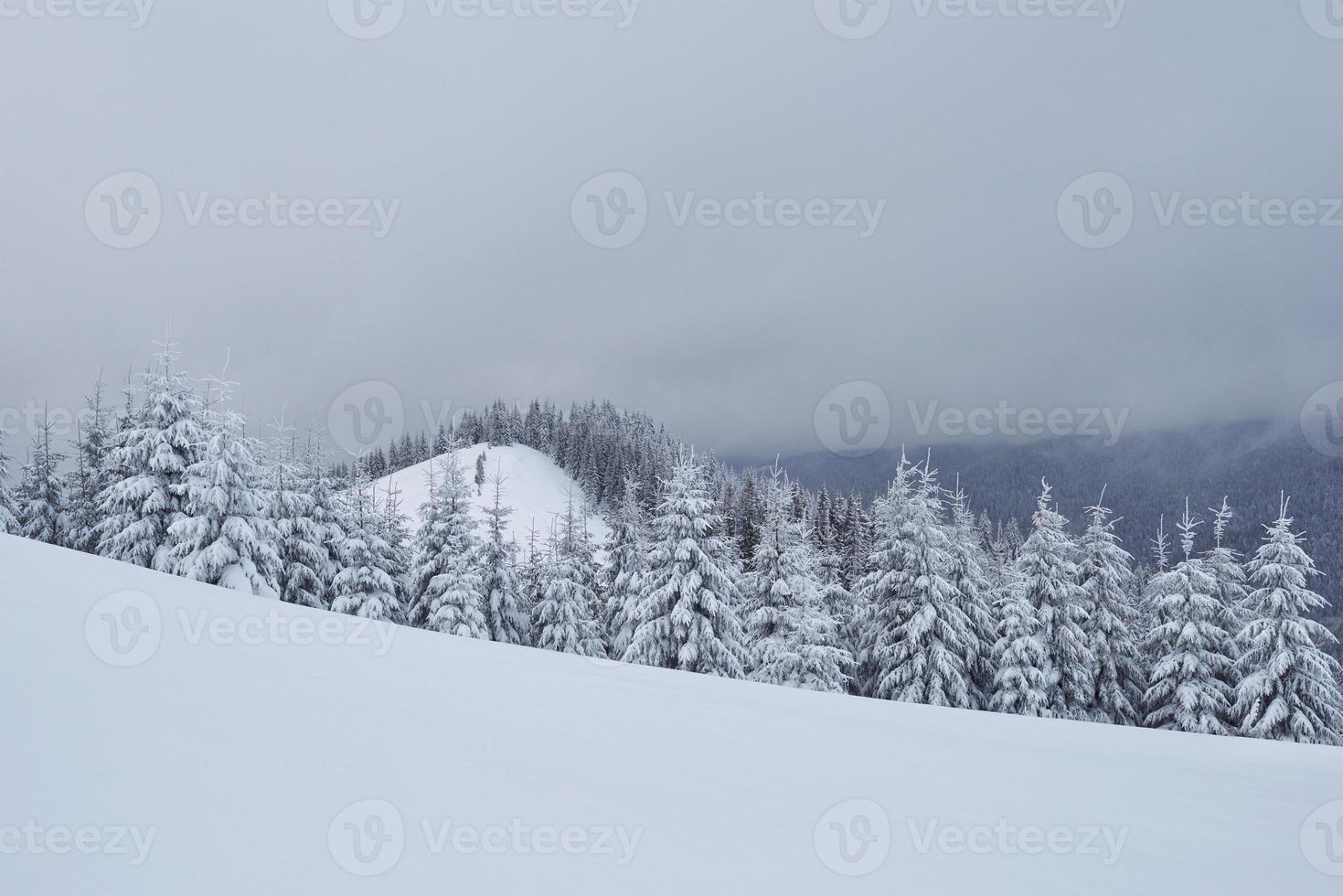 Morning winter calm mountain landscape with beautiful frosting fir trees and ski track thrue snowdrifts on mountain slope photo