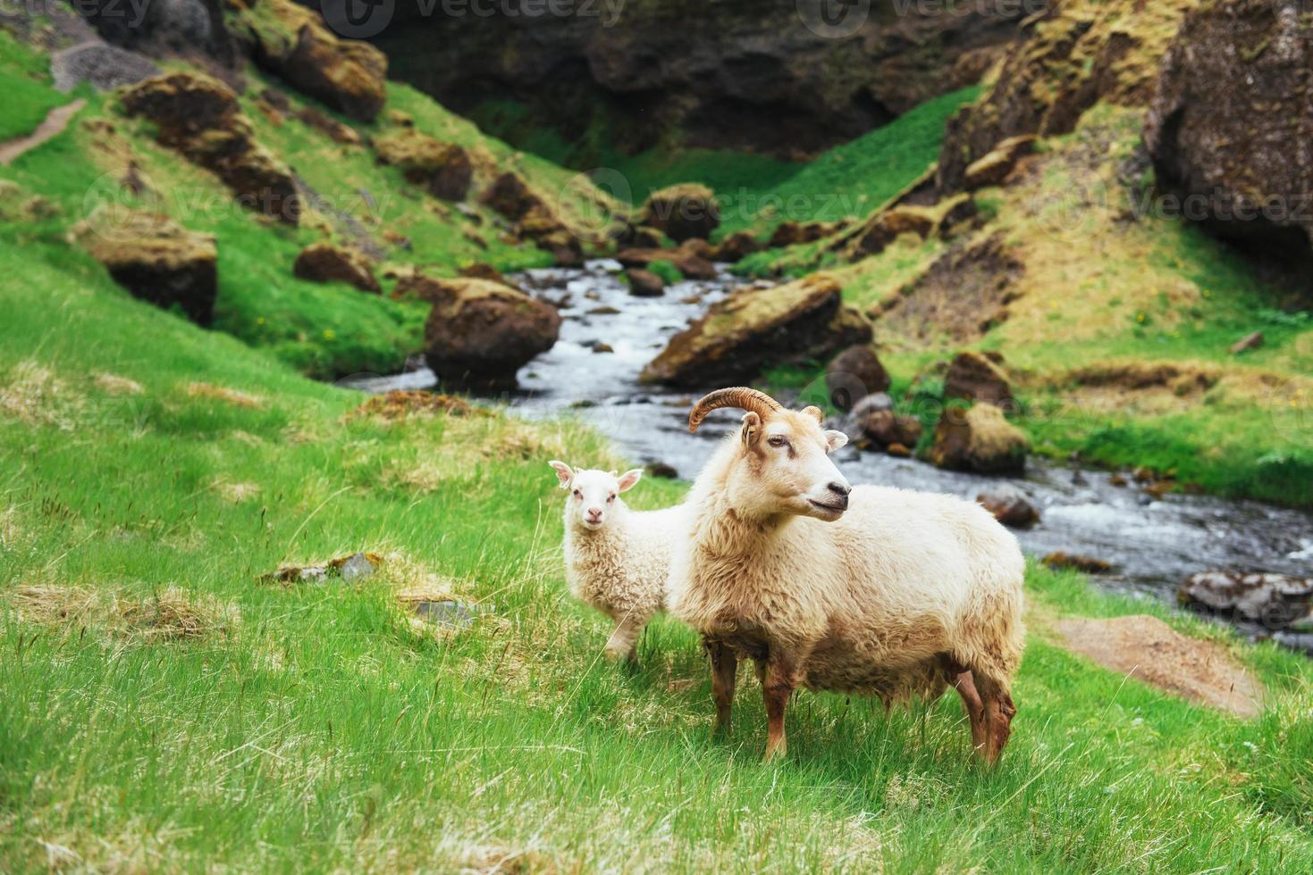 The Icelandic sheep. Fantastic views waterfall in the national park photo