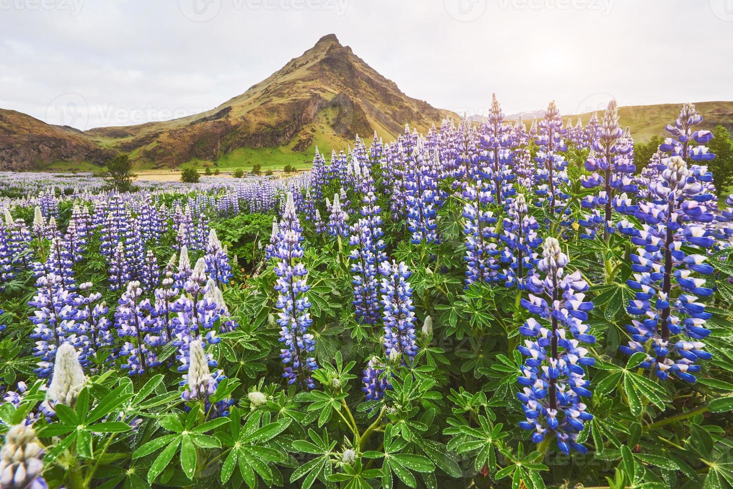 los pintorescos paisajes de bosques y montañas de islandia. altramuz azul salvaje que florece en verano foto