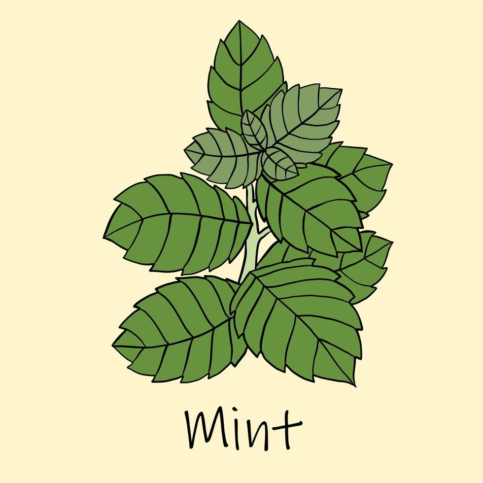 Doodle freehand sketch drawing of mint. vector