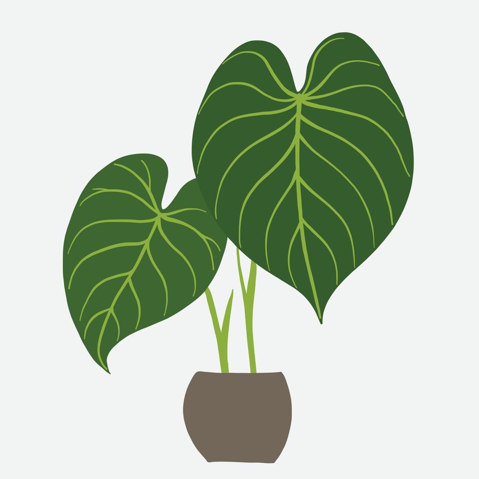 simplicidad philodendron gloriosum houseplant simplicidad dibujo a mano alzada diseño plano. vector