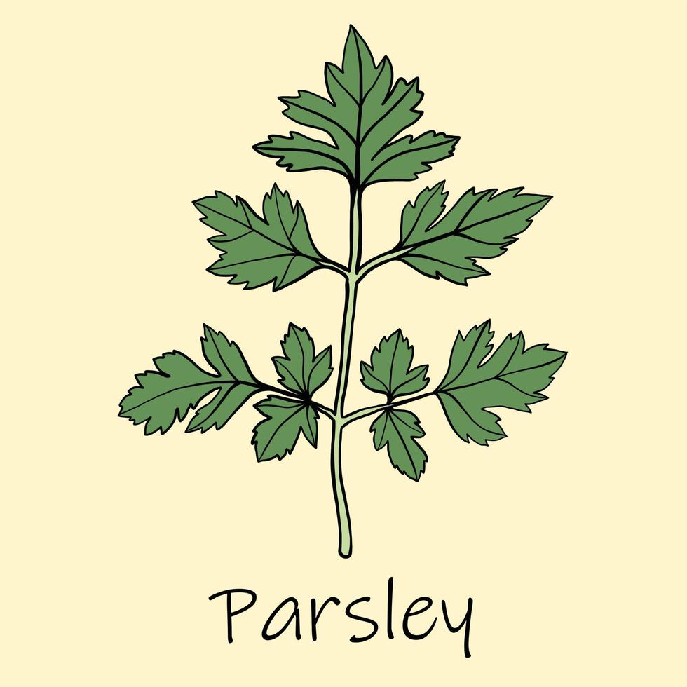 Doodle freehand sketch drawing of parsley. vector
