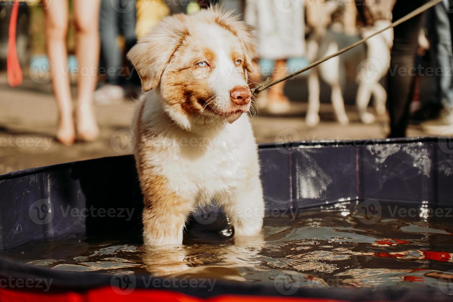 a blue eyed australian shepherd puppy bathes in a dog pool photo