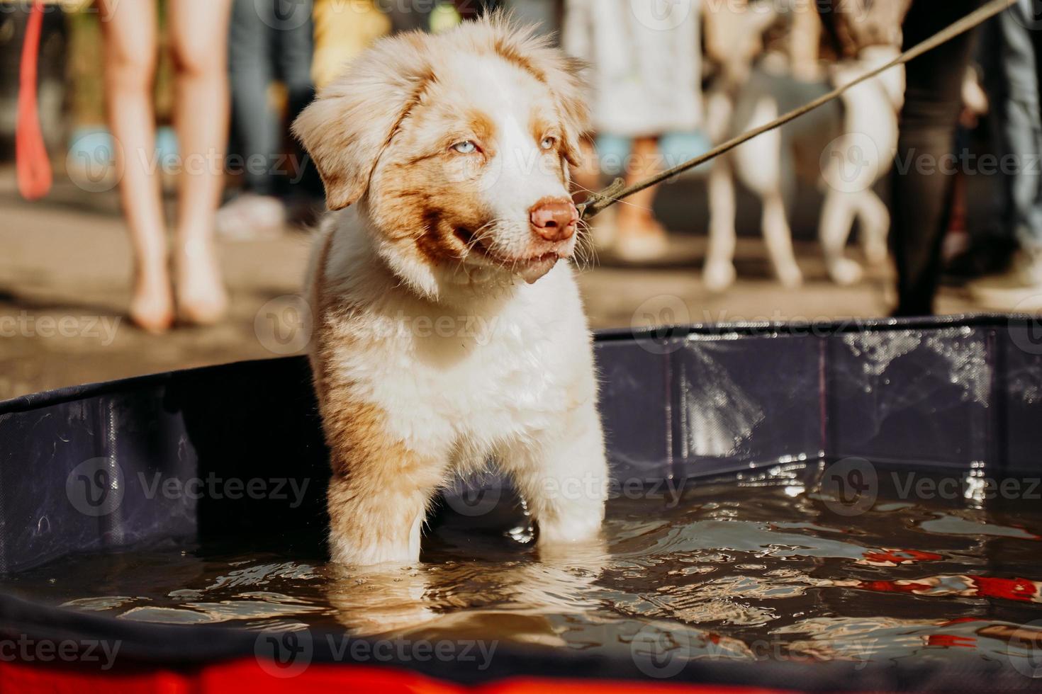 Un cachorro de pastor australiano de ojos azules se baña en una piscina para perros foto