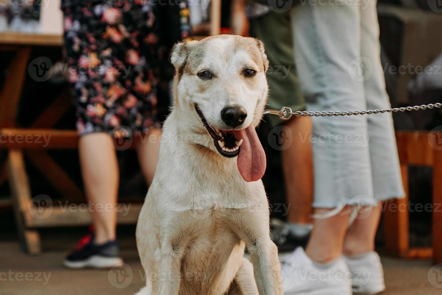 Funny Sheepdog. Smiling pet face with a long hanging tongue photo