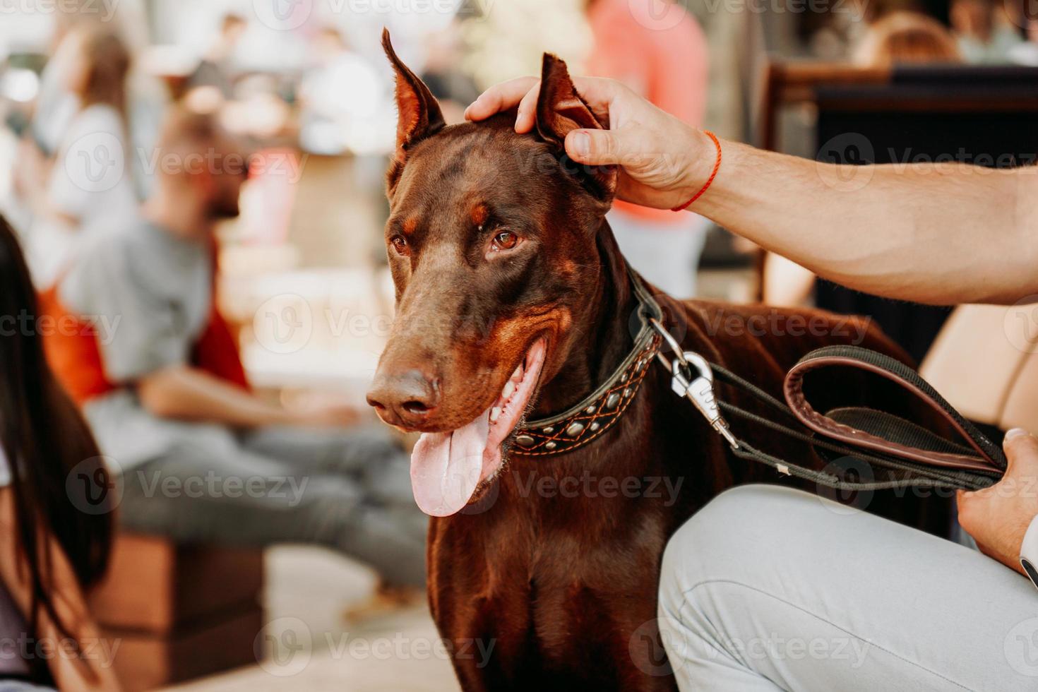 Brown adult Doberman pinscher with a collar. Pet day in the city park. photo