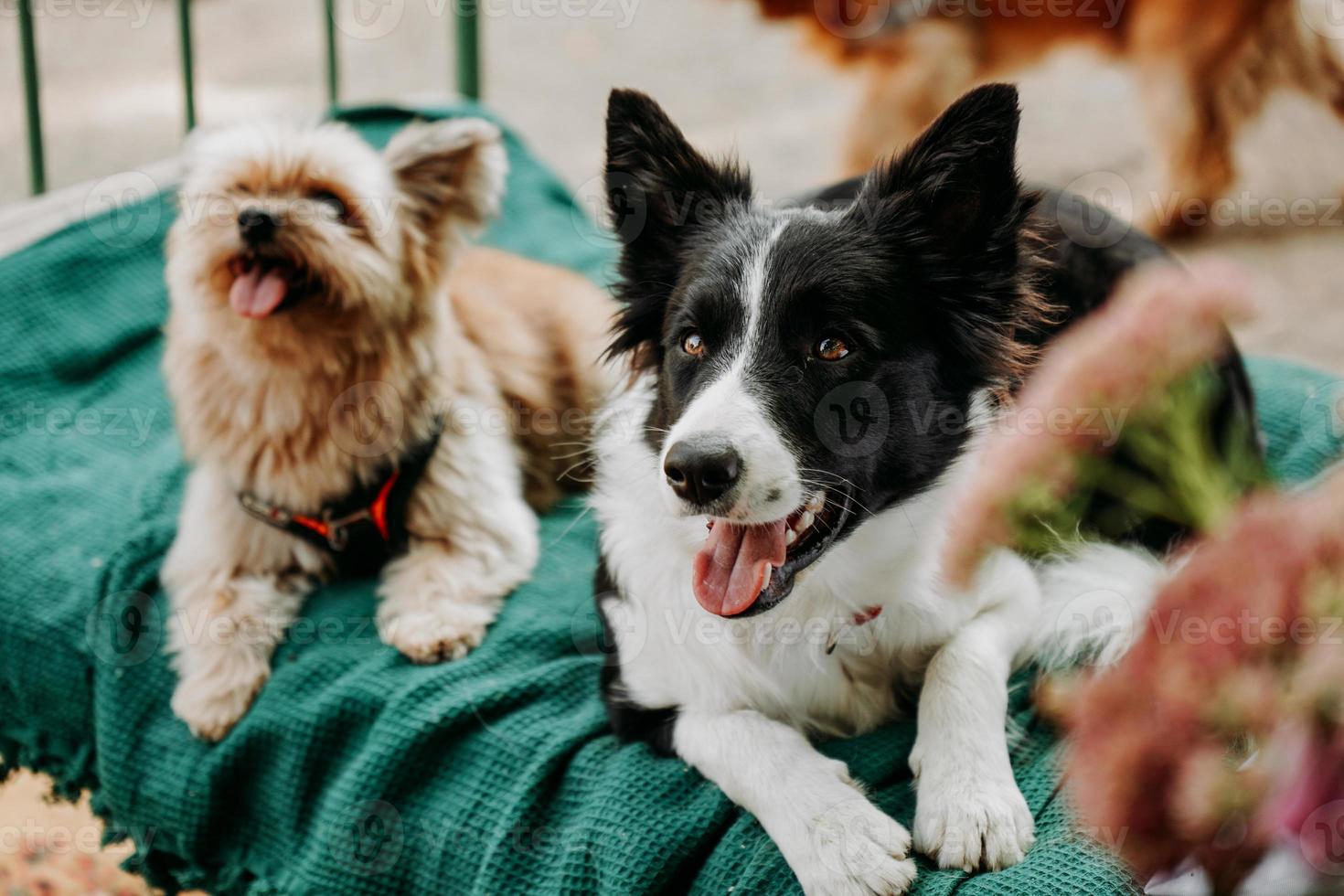 el border collie y el yorkshire terrier yacen en una tumbona verde. área de descanso para mascotas foto