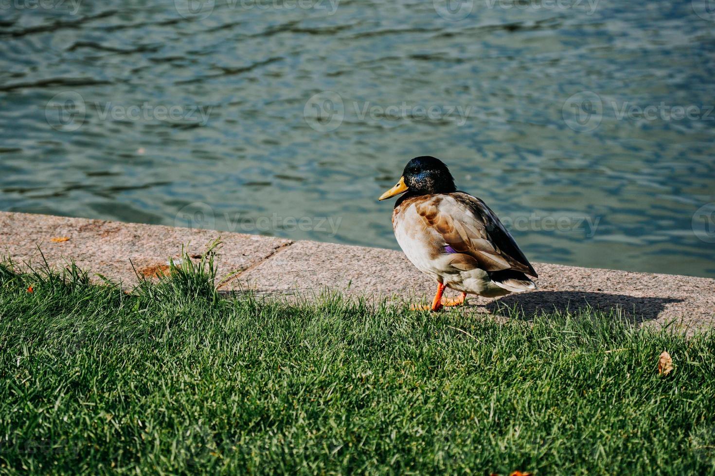 A duck next to green grass and a pond on a warm sunny day photo