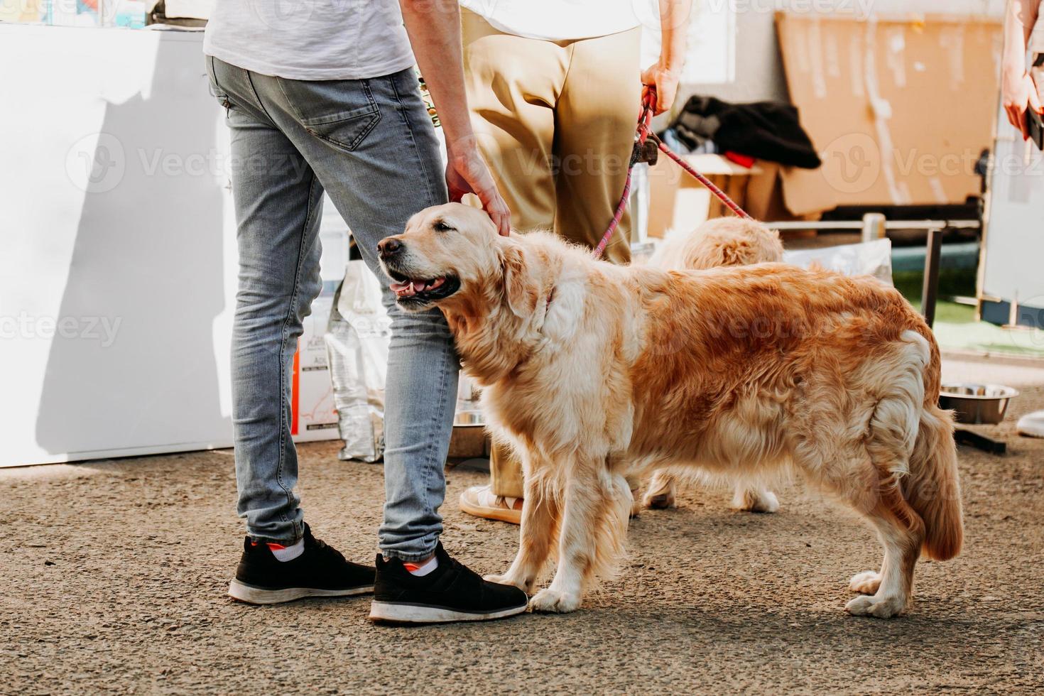 un golden retriever adulto se acurruca contra la pierna del dueño. felices mascotas cariñosas foto