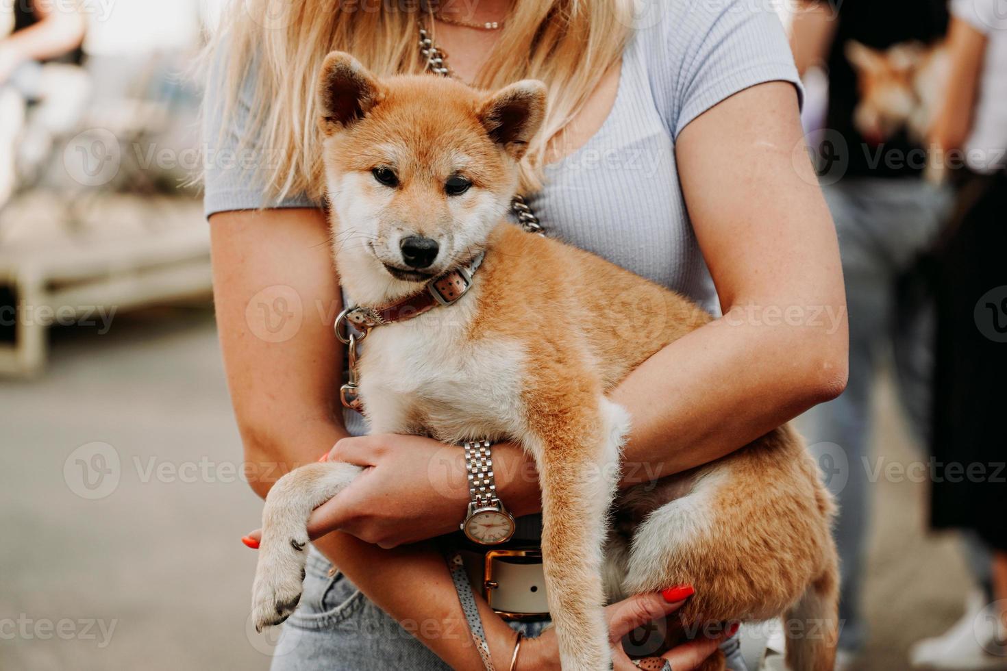 mujer sostiene un cachorro de akita en sus brazos. pasear con su mascota en un día de verano foto