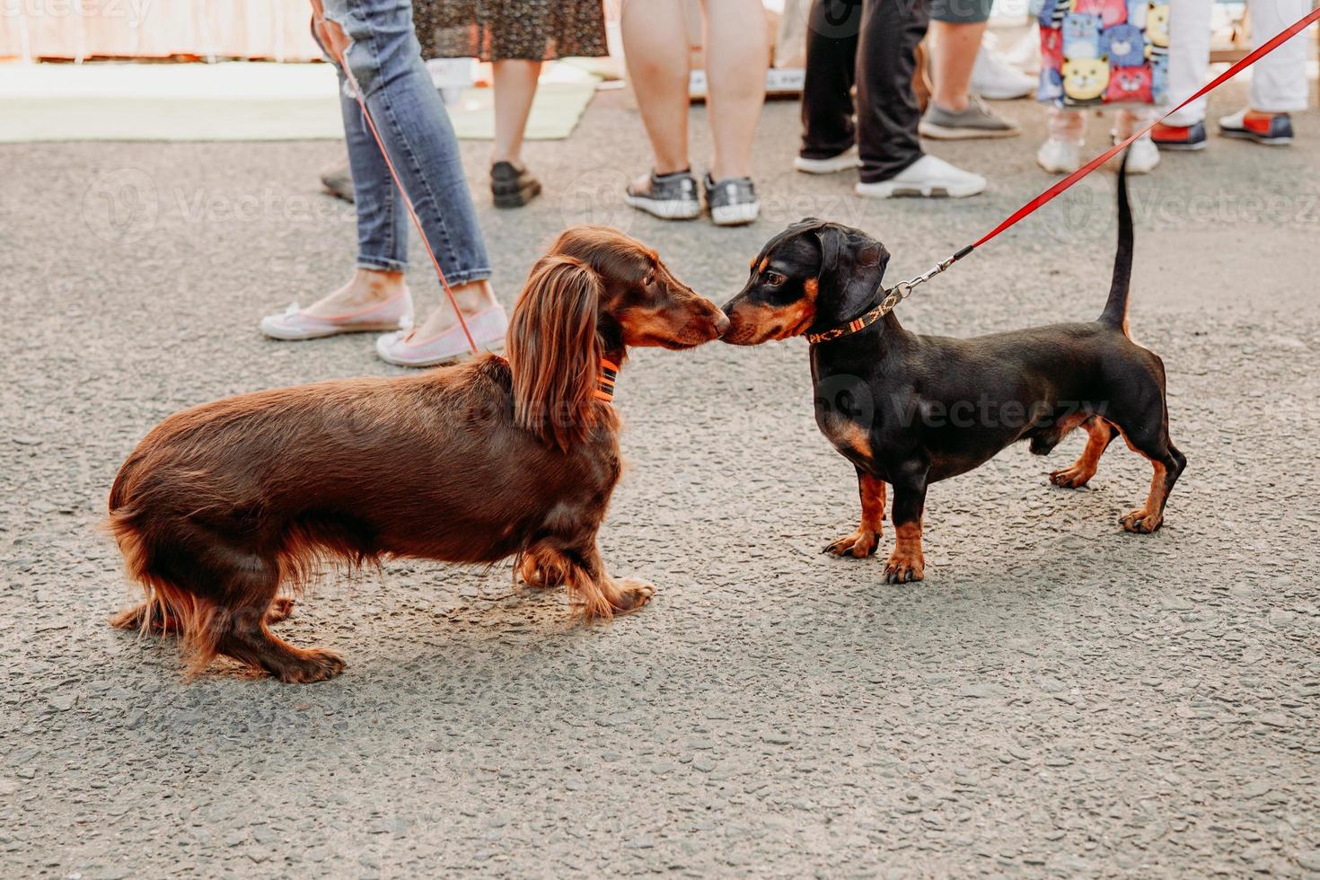 Two dachshund dogs get to know each other and greet each other with their noses photo