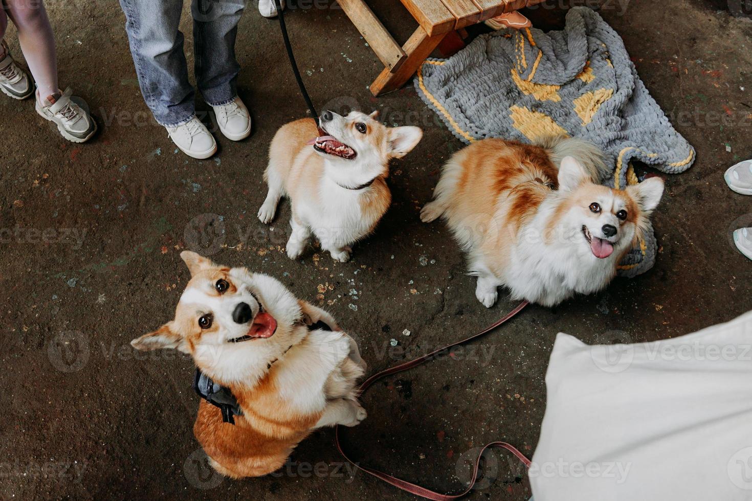 tres perritos sentados al aire libre. tres lindos corgi con correas. exposición canina foto