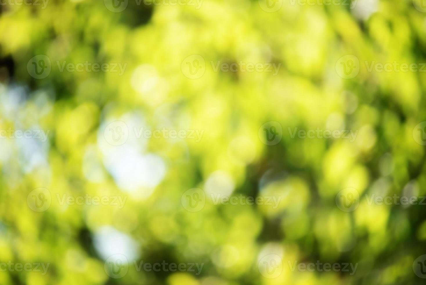 Defocus light background. Abstract background of blurry green leaves. photo