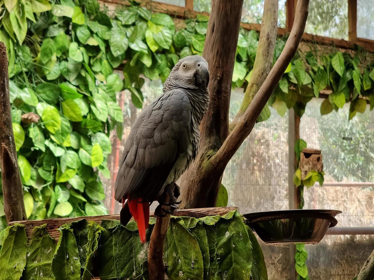 Parrot standing on the branch photo