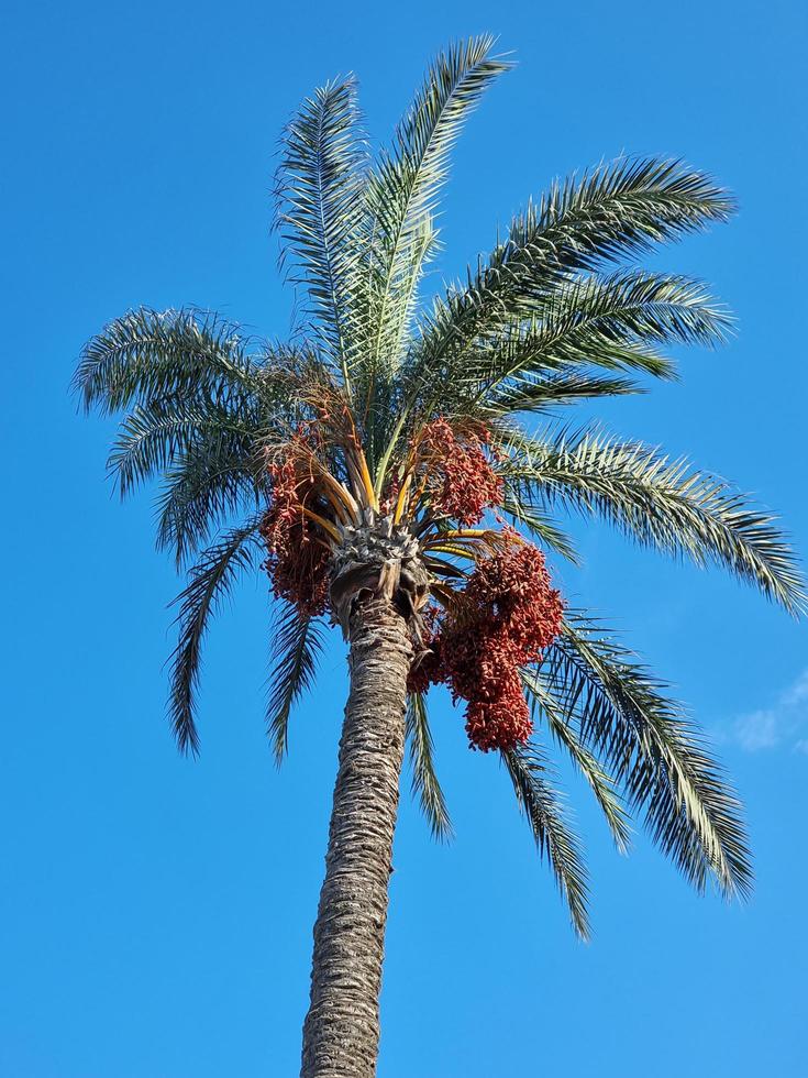 Palm tree on sky background photo