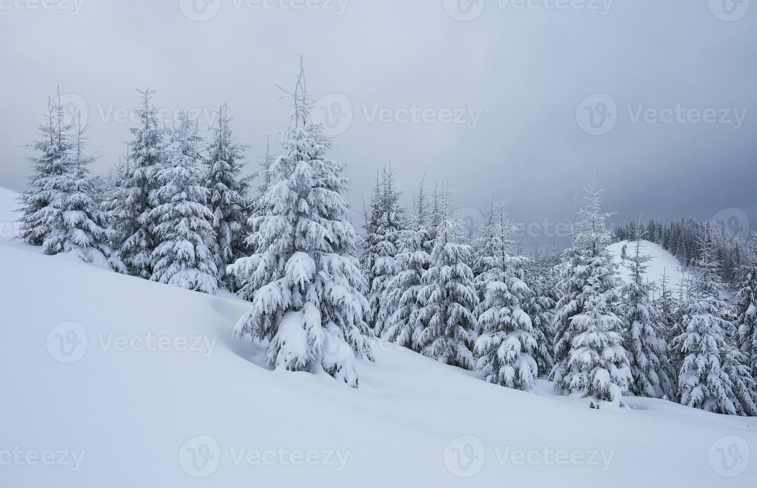 imagen escénica del árbol de abetos. día helado, escena invernal tranquila. ubicación de los cárpatos, ucrania europa. estación de esquí. gran foto de zona salvaje. explora la belleza de la tierra. concepto de turismo. feliz Año Nuevo