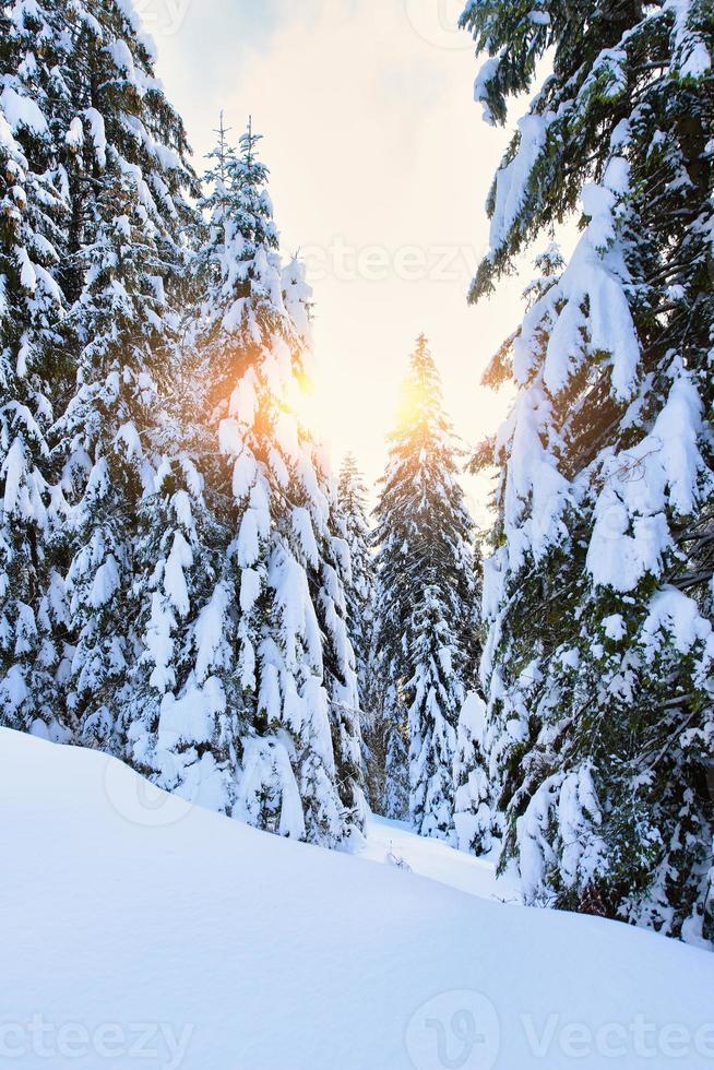 Spruce trees in winter filled with snow photo