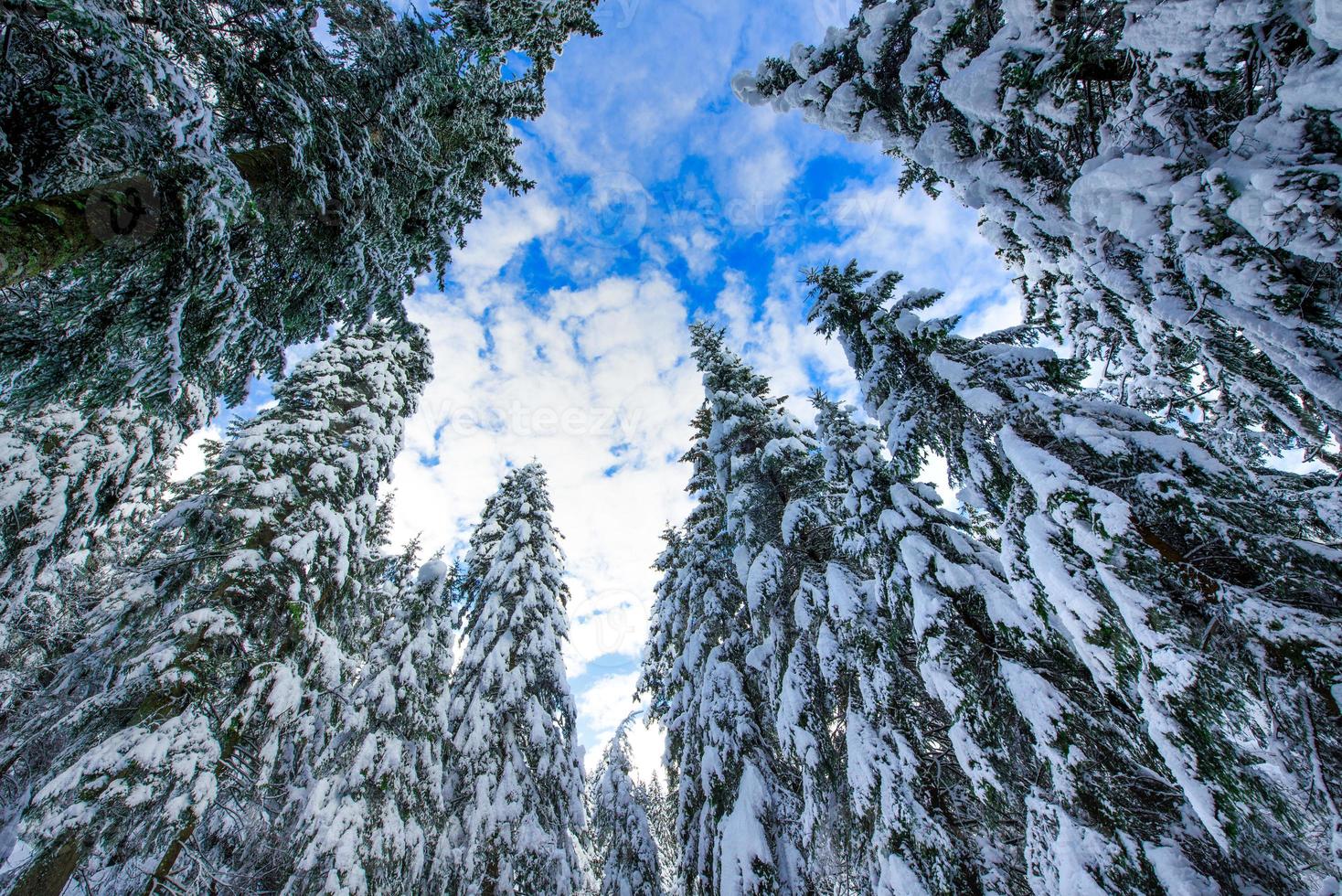 Tall spruce trees after heavy snowfall photo