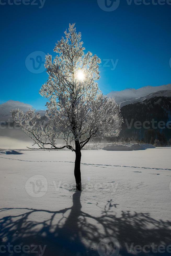 árbol en invierno foto