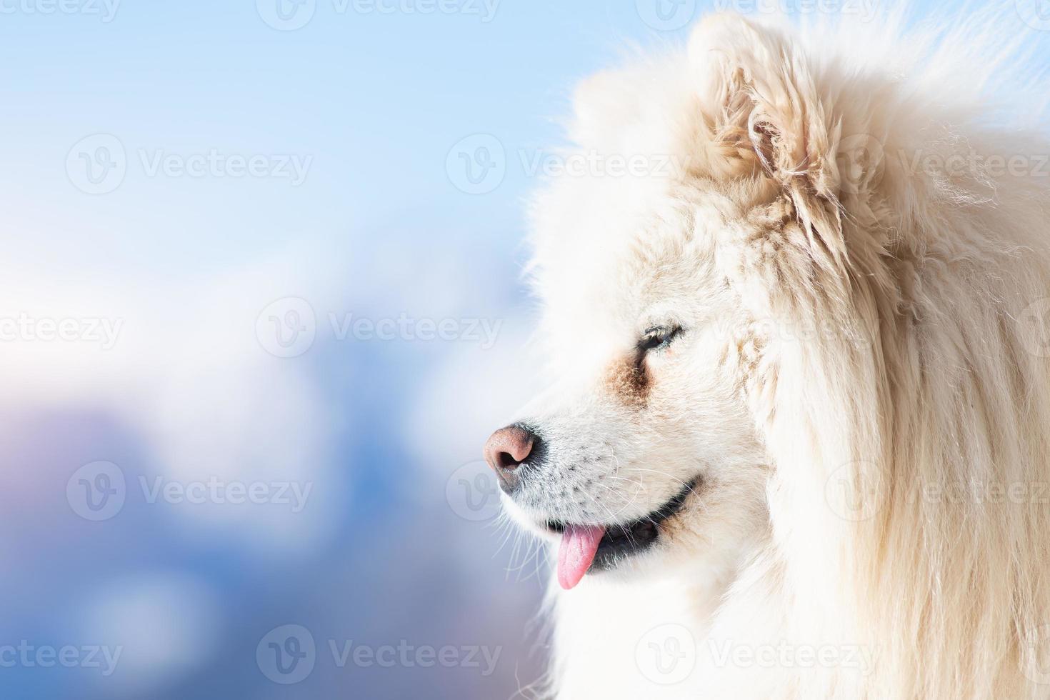 Portrait of Samoyed dog with tongue out photo