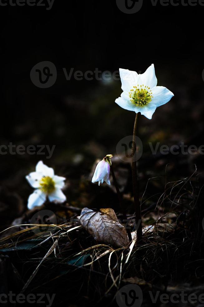 helleborus niger flor blanca foto