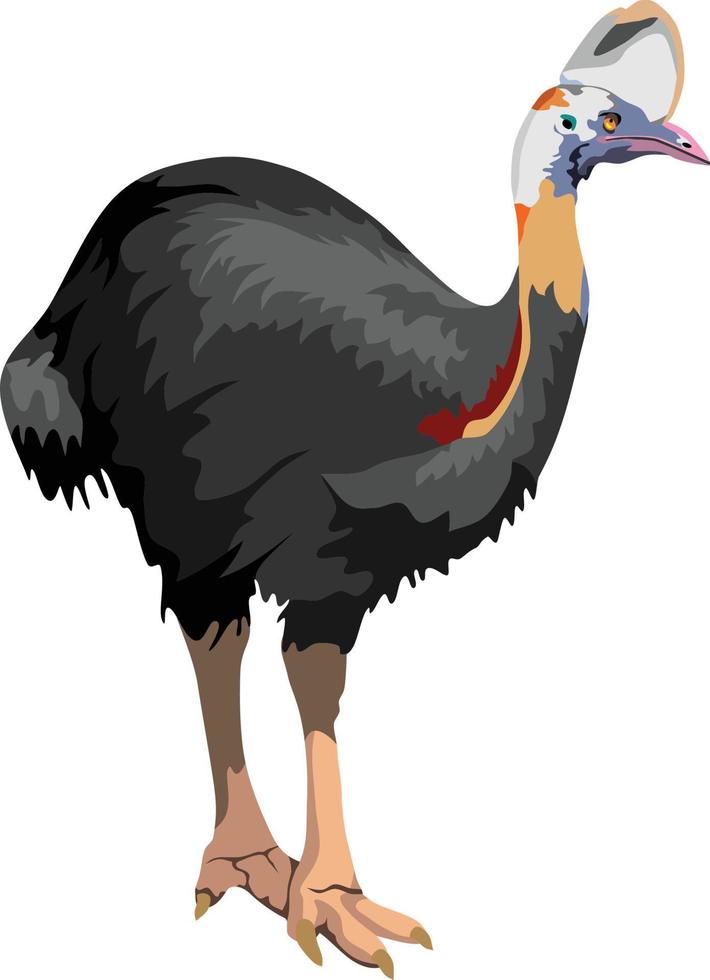 vector de animal de pájaro casuario