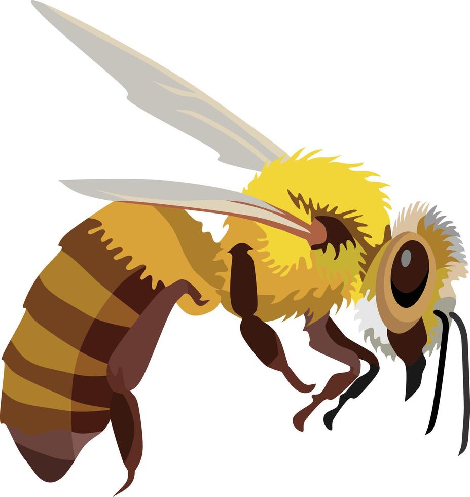 abeja insecto animal vector