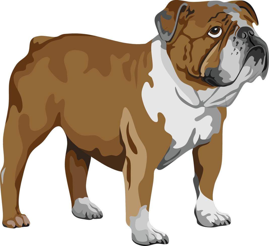 bulldog mascota mamífero animal vector