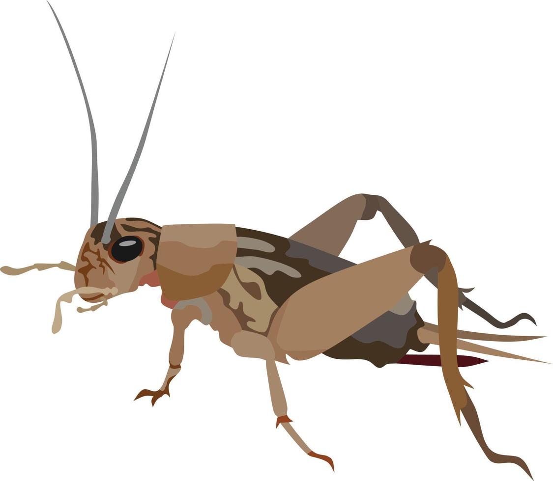 cricket insecto animal vector