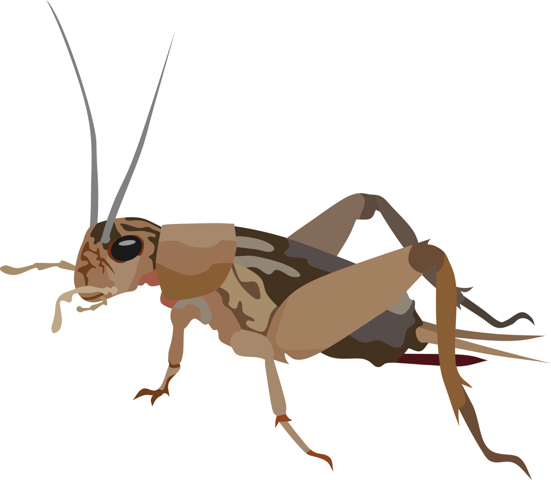 Cricket Insect Animal 3578112 Vector Art at Vecteezy