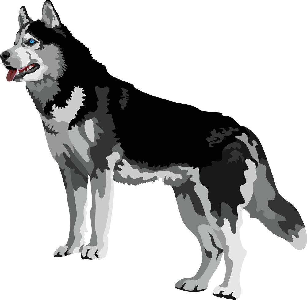 vector de animal de perro husky