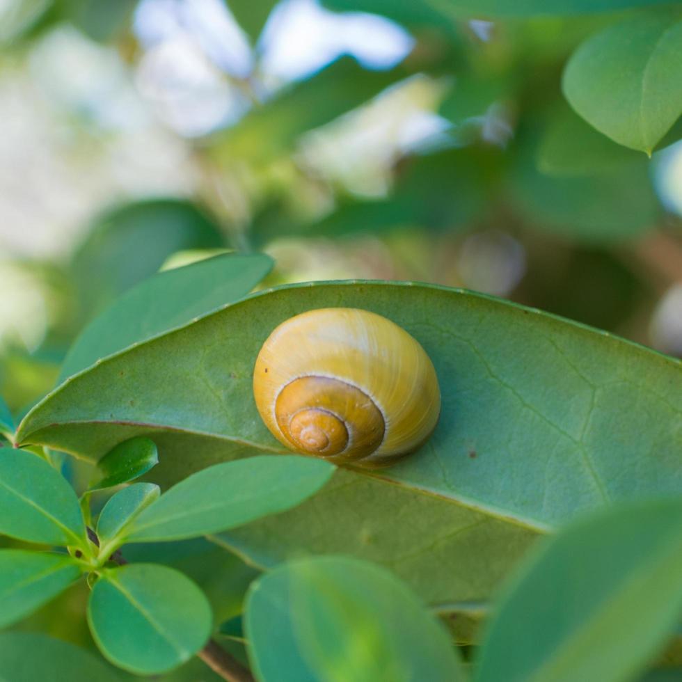 Hermoso caracol amarillo sobre una hoja verde y muchas plantas alrededor foto