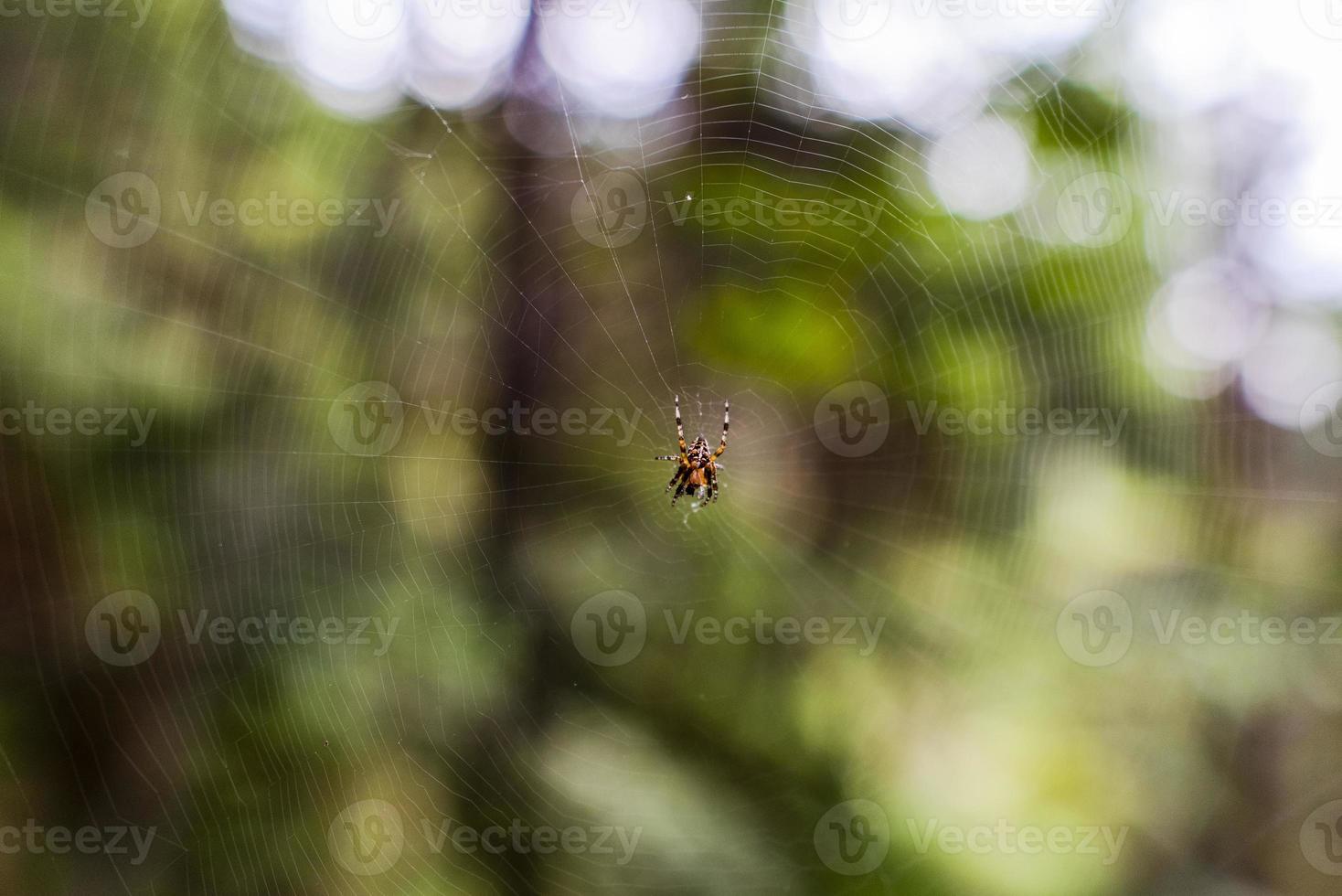 2021 07 31 Tignale Spider photo