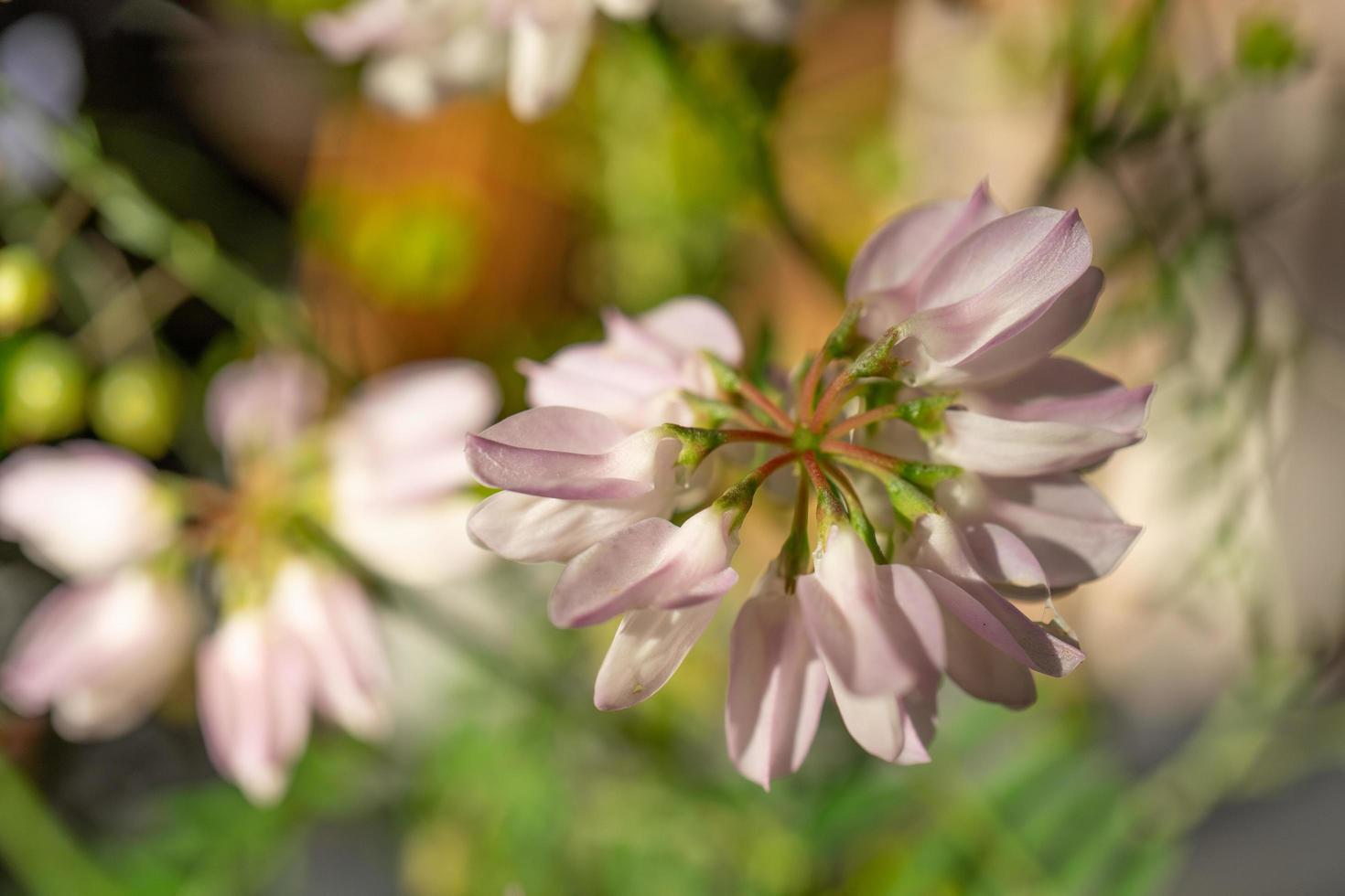 Pink flowers on a blurred green background photo