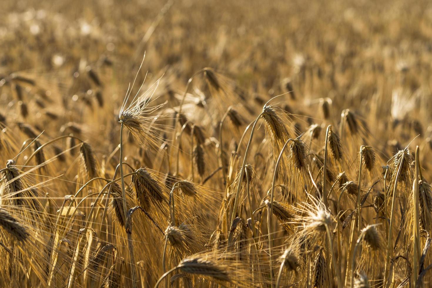 Fondo natural con vistas a un campo con cultivos de cereales foto