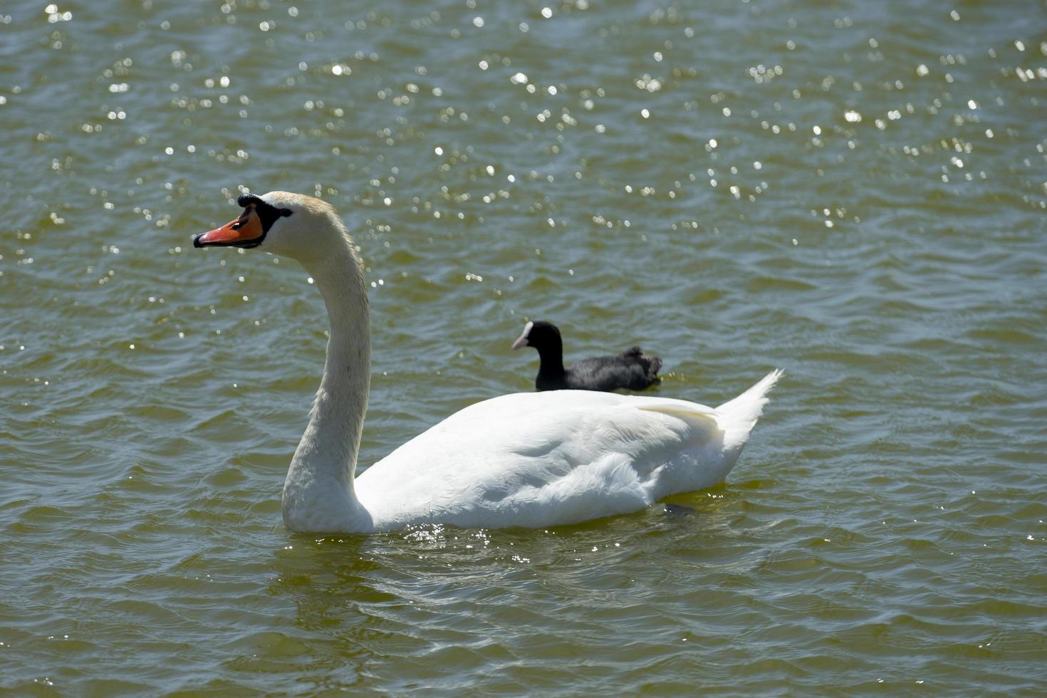 Portrait of a white swan on the background of the water surface photo