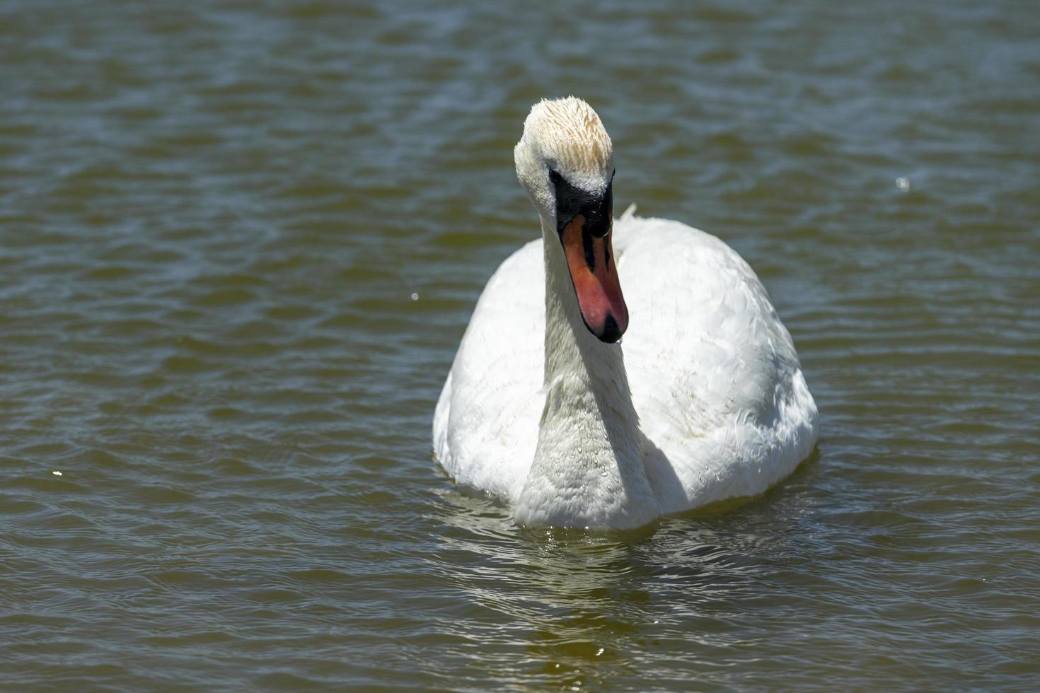 Retrato de un cisne blanco en el fondo de la superficie del agua foto