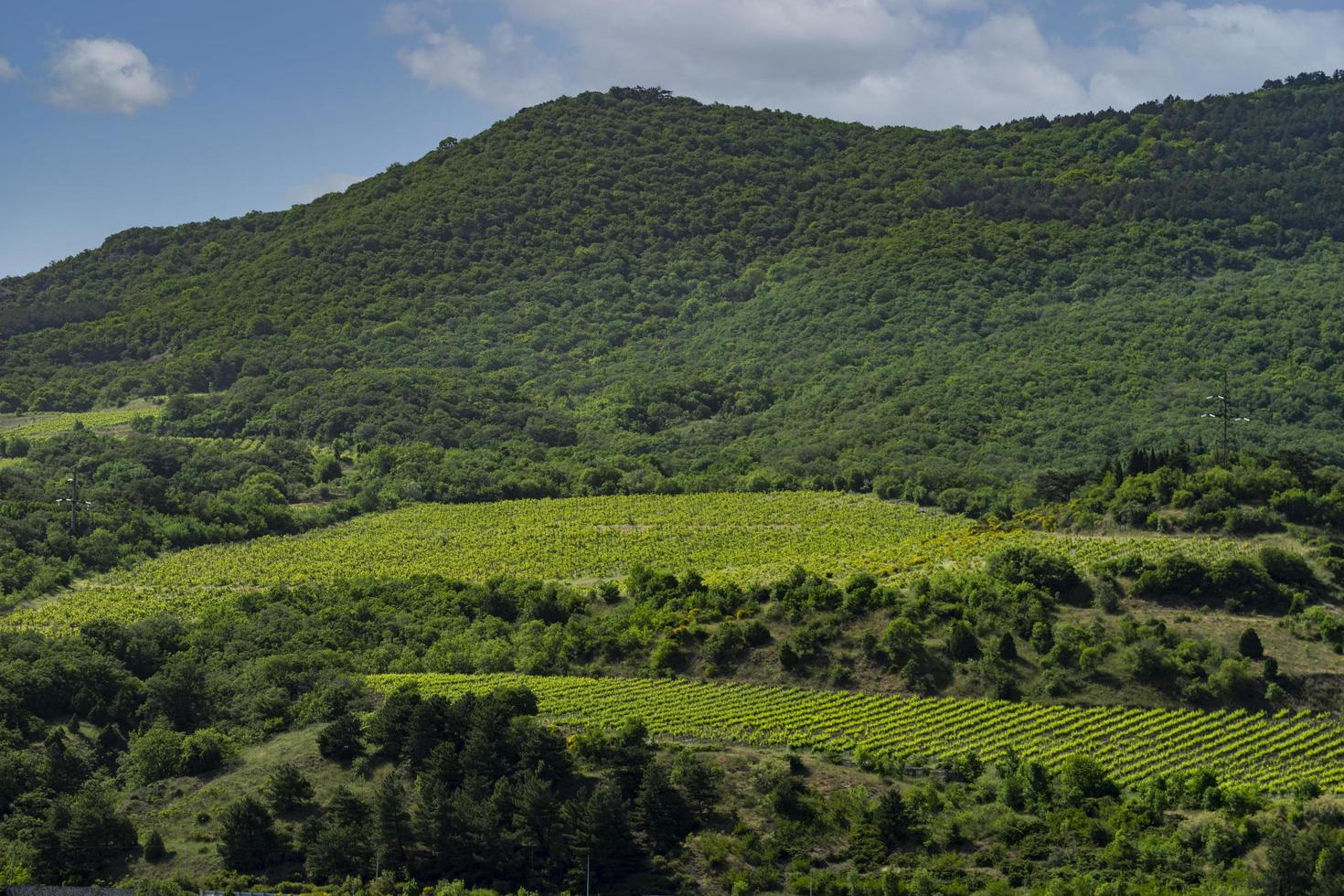 Landscape with a view of the vineyard photo