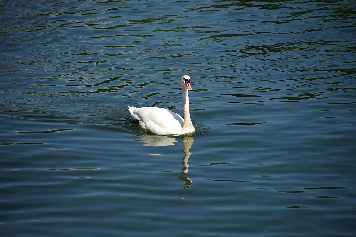 Portrait of a white swan photo