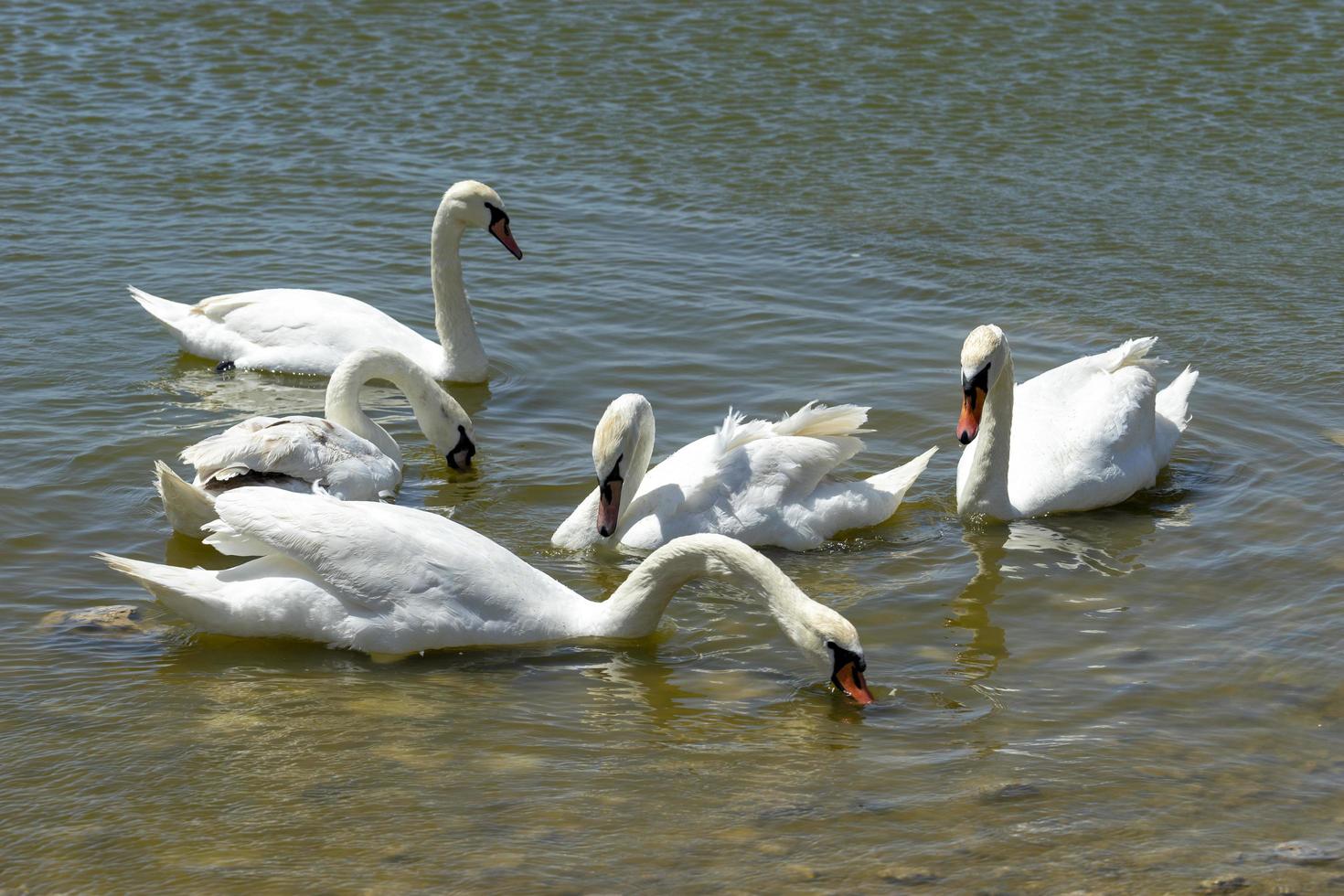 Retrato de un cisne blanco en el fondo de la superficie del agua foto