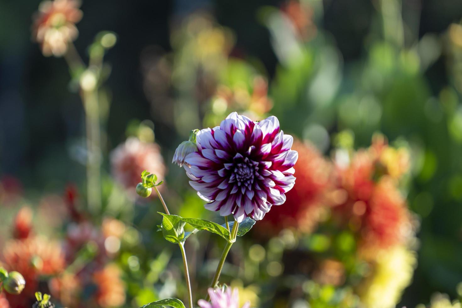 Background of chrysanthemum flowers close-up photo