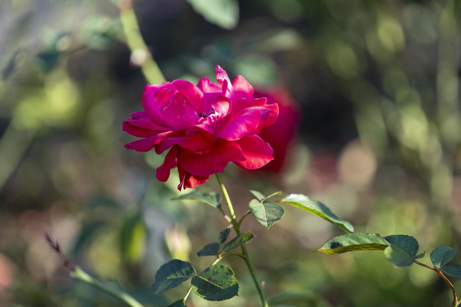 Pink rose flowers close-up on a blurry background photo