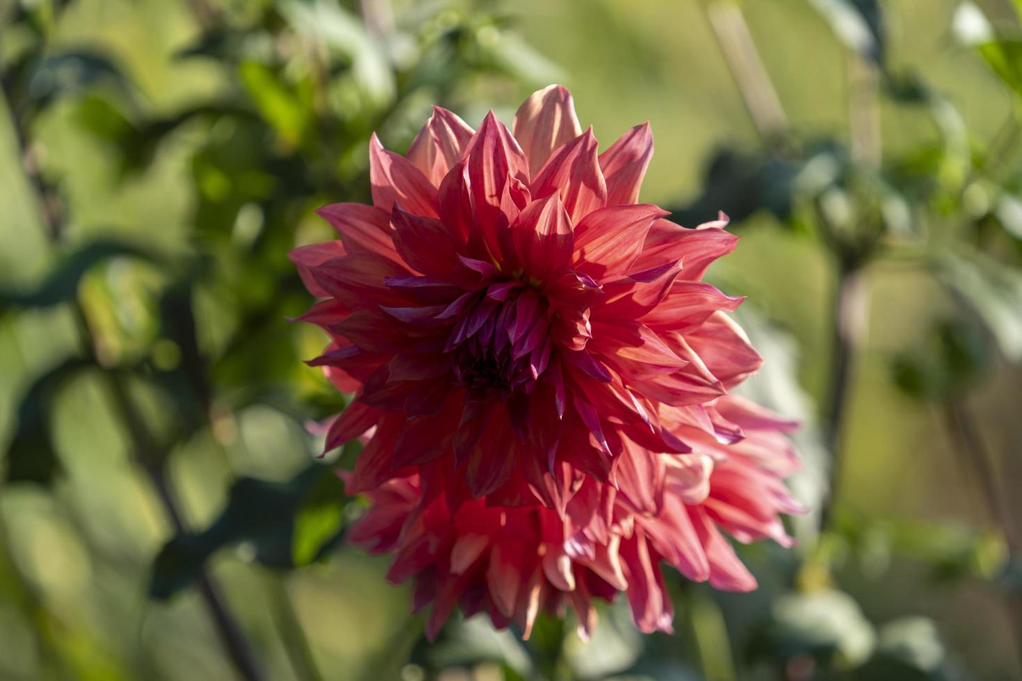 Background of chrysanthemum flowers close-up photo