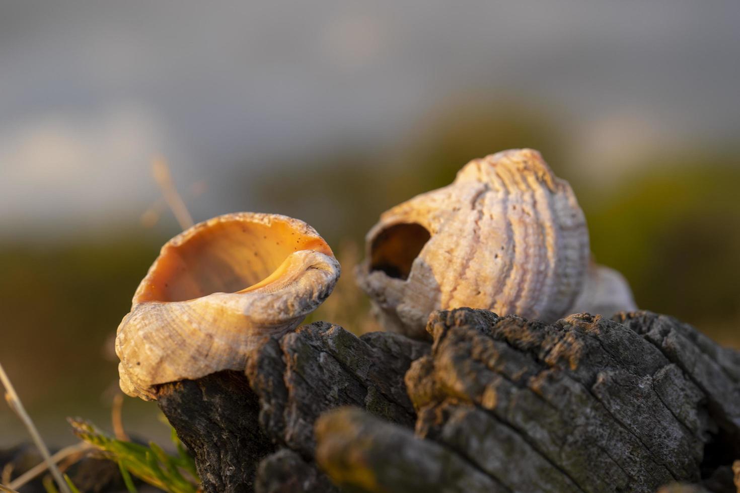 Still life with seashells on a blurry background photo